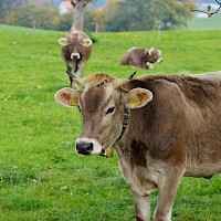 Cows with Bells – Alpine Meadow above Lugano