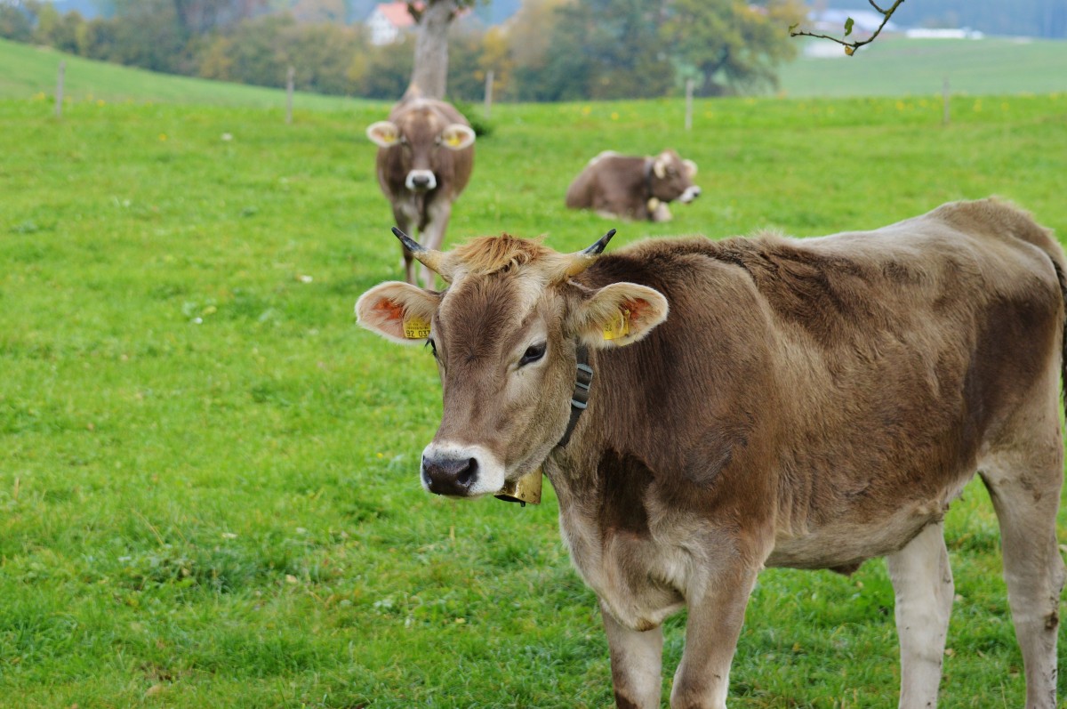 Cows with Bells – Alpine Meadow above Lugano